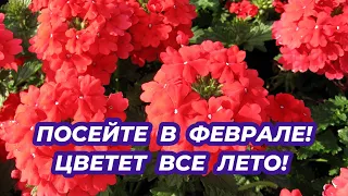 Посейте этот цветок в феврале он будет цвести все лето в саду!