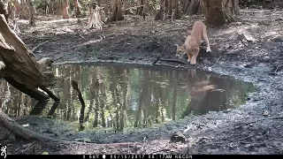 Waterhole Trail Camera Pickup