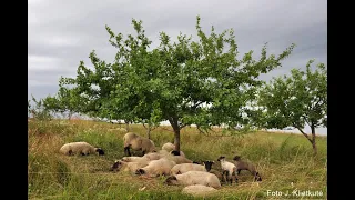 2022-05-14 Св. Месса из Пакутувенай (на русском) | Šv. Mišios iš Pakutuvėnų bažnyčios (rusų kalba)