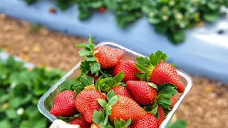 Ex-farm supervisor charged over Australia strawberry sabotage