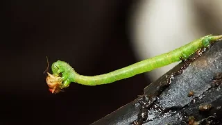 Chenille tueuse : le film d'horreur - ZAPPING SAUVAGE