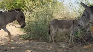 A Hundred Heartbeats: Stories of Donkey Courage""Whispers from the Pasture: 100 Donkey Chronicles"