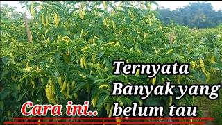 CARA AGAR CABE BERBUAH BANYAK DAN LEBAT,cara menanam cabe