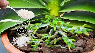 Just a small spoonful and the orchid will grow many healthy new roots without needing fertilizer