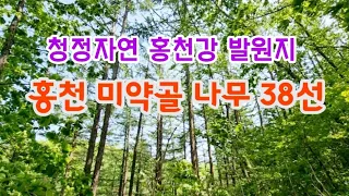 한국의 나무 - 5월 홍천 미약골 나무 38종류를 구별하는 핵심 key
