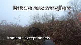 BATTUE AUX SANGLIERS - Moments exceptionnels - ALEXIS CHASSE