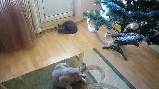 Шотландские котики под ёлкой. Christmas cats.