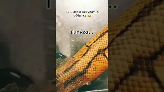 Настя снимает старую кожу змеи))