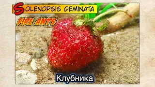 ОГНЕННЫЕ МУРАВЬИ против КЛУБНИКИ // FIRE ANTS Solenopsis geminata