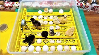 48 eggs full automatic egg  incubator || Hatched result