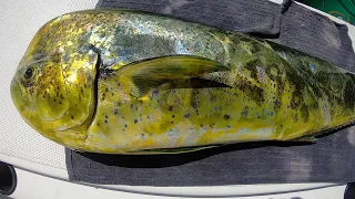 Mahi Mahi (Catch,Clean,Cook) El Dorado