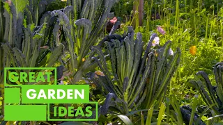 Veggie Garden Hints and Tips | GARDEN | Great Home Ideas