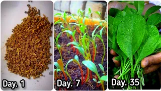 A COMPLETE GUIDE ON: How to Grow Spinach From Seeds? - Seeds To Harvest.