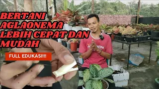 Rahasia suksesnya bertani aglaonema tu begini!!! Ala ANDI JAYA GARDEN