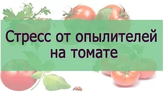 Стресс от опылителей на томате