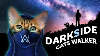 Cats Sing Alan Walker - Darkside - Animal Cover