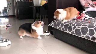 Corgis are Locked in Bitter Argument | But Who Will Win??? 😂