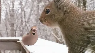 The male Hawfinch threatened the Japanese squirrel, but it had no effect!