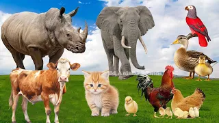 Amazing Sounds of Familiar Animals Around Us: Parrot, Elephant, Cow, Chicken, Rhino - Animal Moments