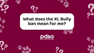 What does the XL Bully ban mean for me?