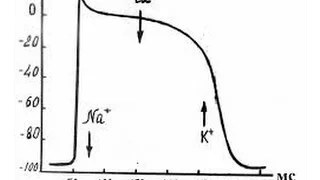 Потенциал действия рабочего миокарда