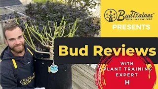 BUD REVIEW: “Grow BIGGER Nugs Using Low Stress Training (Complete Guide)