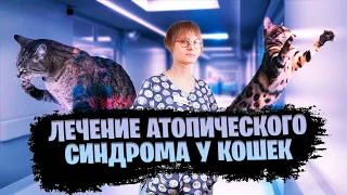 Лечение атопического синдрома у кошек / ветеринарная клиника / вебинар лекция