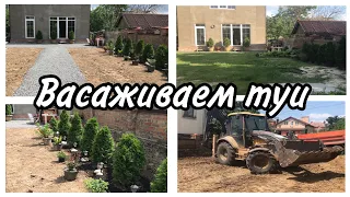 🌲Живая изгородь из туи ,, Смарагд ‘’🏠Выравниваем участок✨2023 г. июнь