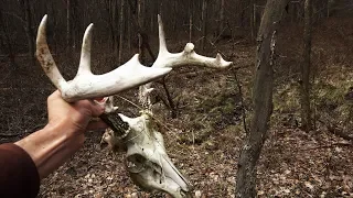 Shed Hunting Pa 2019 - Buck Dead Head - Finding Whitetail Deer Antlers Pennsylvania