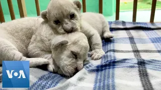 Two Rare White Lion Cubs Born in Animal Reserve in Southern Spain