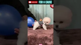 Cute Pomeranian Puppy And The Balloon - Animal Videos - Funny And Cute Pet Moments #shorts