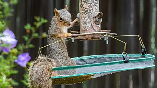 Squirrel Raids Bird Feeder - Cyclotron Physicist Builds a Squirrel Cafe