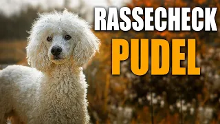 Pudel Rassecheck , Zwergpudel, Großpudel Rasseportrait, Rassebeschreibung, Informationen zur Rasse