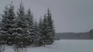 Алиса в лесу!Курган.Россия.© Николай Пушилин 04.02.2019.