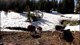 Goat Packing to Paradise Lake Marble Mt. Wilderness