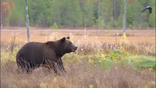 Pelokas karhu ryntäilee suolla. The fearful bear runs around the swamp and stares around. 4K HDR.