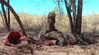 Komodo Dragon eat and swallow the deer part 4 #reptiles #wildlife