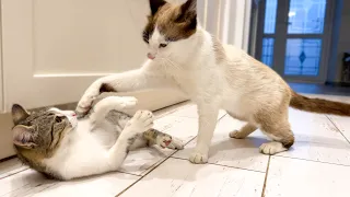 Dad Cat plays with his Kitten Son