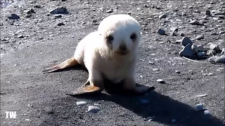 Baby ALBINO Seal Playing On The Beach!