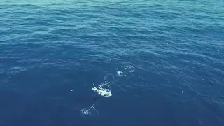 Topwater bluefin tuna chasing! over 100kg giant fish!