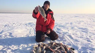 Нашли крупняка. Окунь в коряжнике на мормышку. Рыбалка на водохранилище.