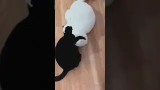 Los gatos más graciosos 😹 Gatos jugando y haciendo travesuras