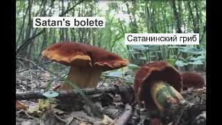 Ядовитый Гриб "Сатанинский Гриб" | Poison Mushroom "Satan's bolete"