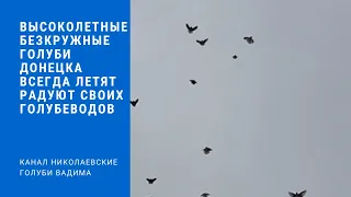 Высоколетные безкружные голуби Донецка всегда летят радуют своих голубеводов