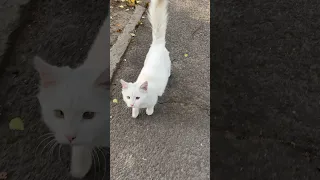 White cat is cute but very hungry
