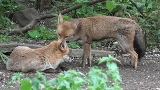 Red Fox Vulpes vulpes vixen grooming a dog fox in an urban garden