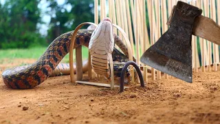 Simple Snake Trap Using Axe & Bamboo | Amazing DIY Snakes Trap  That Working