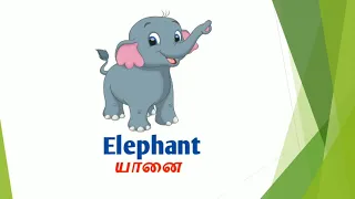Animals  |  Learn Animals Names with their Pictures in English and Tamil.