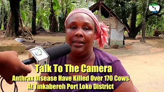 Talk To The Camera - Anthrax Disease Have Killed Over 170 Cows At Tinkabereh Port Loko District