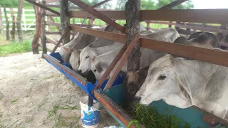 bezerrada no curral reposição de águas..